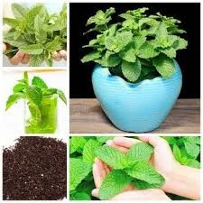 100 Adet Tohum Köy Tohumu Geleneksel Yediveren Nane Tohumu Sürpriz Hediye Sebze Tohumludur - 2