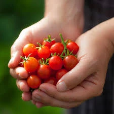 30 Adet Tohum Organik Köy Cherry Çeri Domates Tohumu Saksılık Sürpriz Hediye Tohumludur