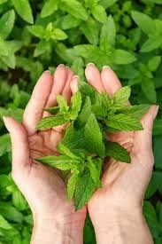 200 Adet Tohum Köy Tohumu Geleneksel Yediveren Nane Tohumu Saksı Toprak Hediyemizdir - 2