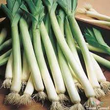 200 Adet Tohum Köy Tohumu Bursa Inegöl Pırasa Tohumu Prasa Tohumu Sürpriz Hediye Sebze Tohumludur - 2