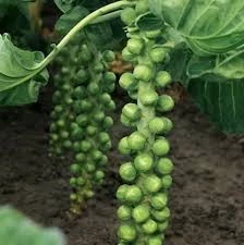 150 Adet Tohum Yerli Bürüksel Lahana Tohumu Sürpriz Hediye Tohum Brüksel Lahanası Lahana Hediye Tohu ürün görseli 1