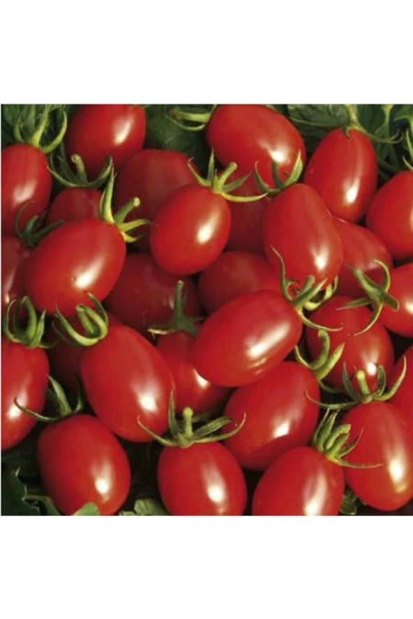 75 Adet Tohum Organik Köy Cherry Çeri Domates Tohumu Saksılık Sürpriz Hediye Tohumludur ürün görseli 1