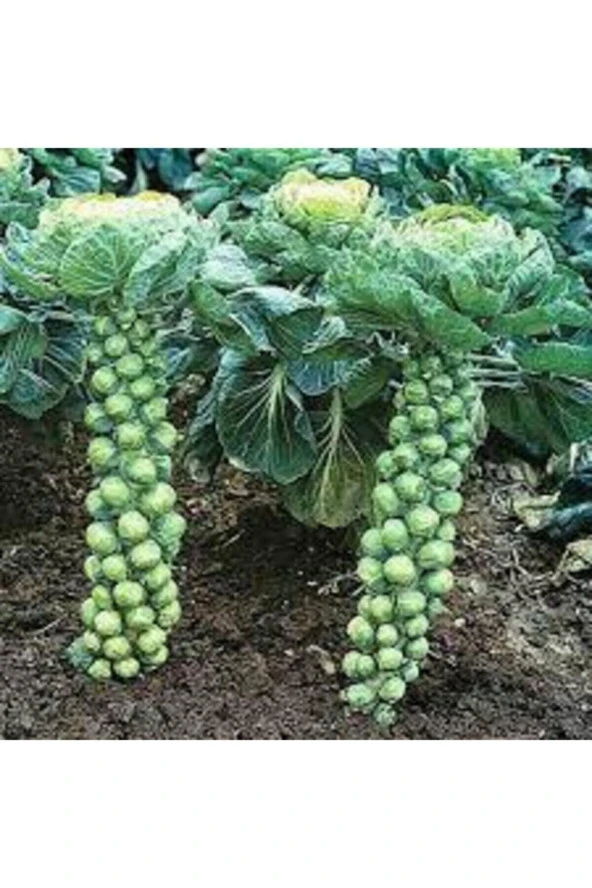 200 Adet Tohum Yerli Bürüksel Lahana Tohumu Sürpriz Hediye Tohum Brüksel Lahanası Lahana Hediye Tohu ürün görseli 1