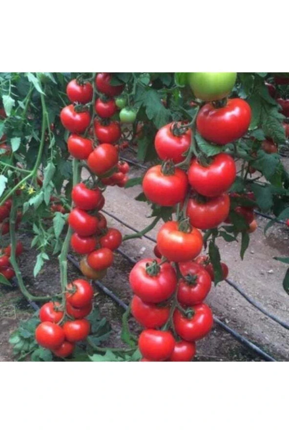 100 Adet Tohum Erkenci Iri Domates Tohumu Sürpriz Hediye Tohum Büyük Domates Saksı Toprak Hediye