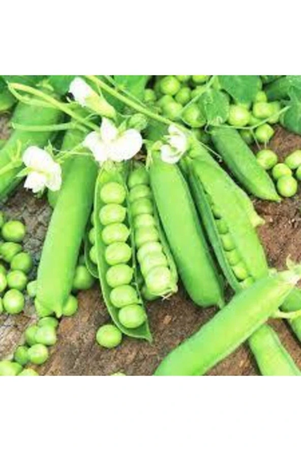 200 Adet Tohum Organik Orjinal Geleneksel Bezelye Tohumu Sürpriz Hediye Sebze Tohumlu ürün görseli 1