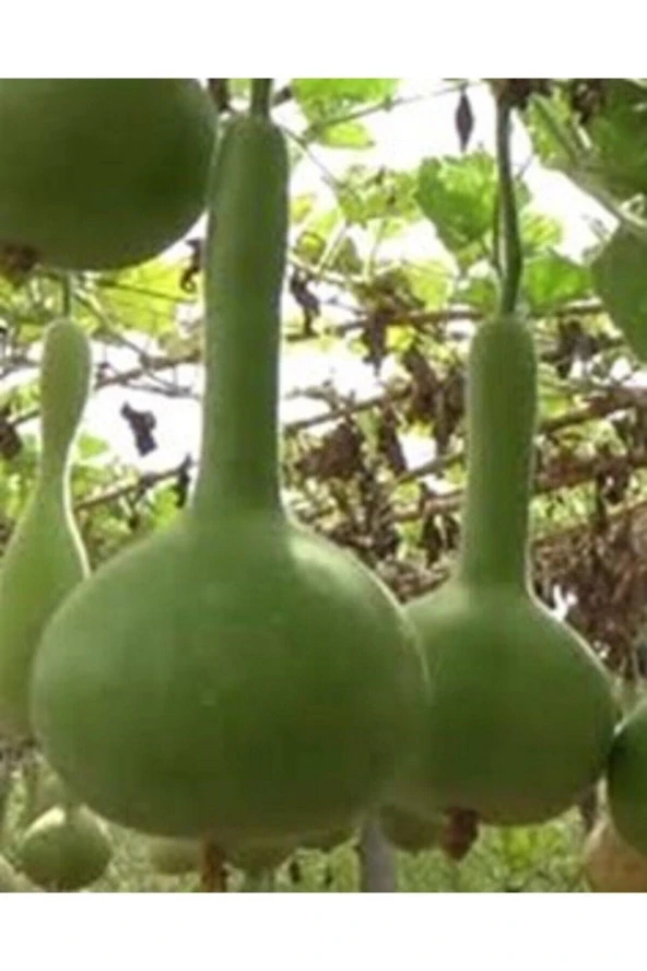 20 Adet Tohum Nadir Süs Su Kabağı Tohumu Kabak Tohumu Sürpriz Hediye Tohumludur ürün görseli 1