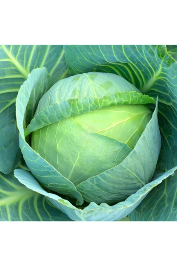 50 Adet Tohum Meşhur Beyaz Yalova Lahana Tohumu Sürpriz Hediye Sebze Tohumludur ürün görseli 1