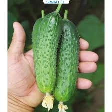 50 Adet Tohum Kornişon Saksılık Salatalık Tohumu Kıtır Kornişon Saksı Toprak Hediyemizdir - 3