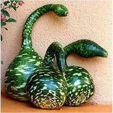 30 Adet Tohum Nadir Bulunan Kuğu Su Kabağı Tohumu Kuğu Kabak Tohumu Sürpriz Hediye Tohumludur