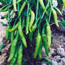 50 Adet Tohum Organik Yediveren Acı Süs Biberi Tohumu Cin Biberi Tohumu Saksı Toprak Hediyemiz ürün görseli 1