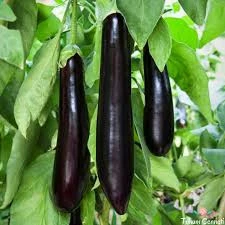 100 Adet Tohum Siyah Kemer Patlıcanı Tohum Patlıcan Tohum Sürpriz Hediye Sebze Tohum Uzun Patlıcan - 2