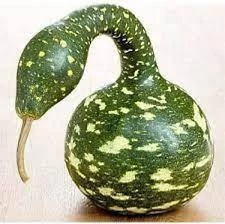 15 Adet Tohum Nadir Bulunan Kuğu Su Kabağı Tohumu Kuğu Kabak Tohumu Sürpriz Hediye Tohumludur - Resim 2