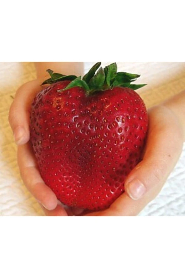 50 Adet Tohum Ithal Nadir Dev Çilek Tohum Yediveren Güney Amerika Çileği Tohumu Saksı Toprak Hediye