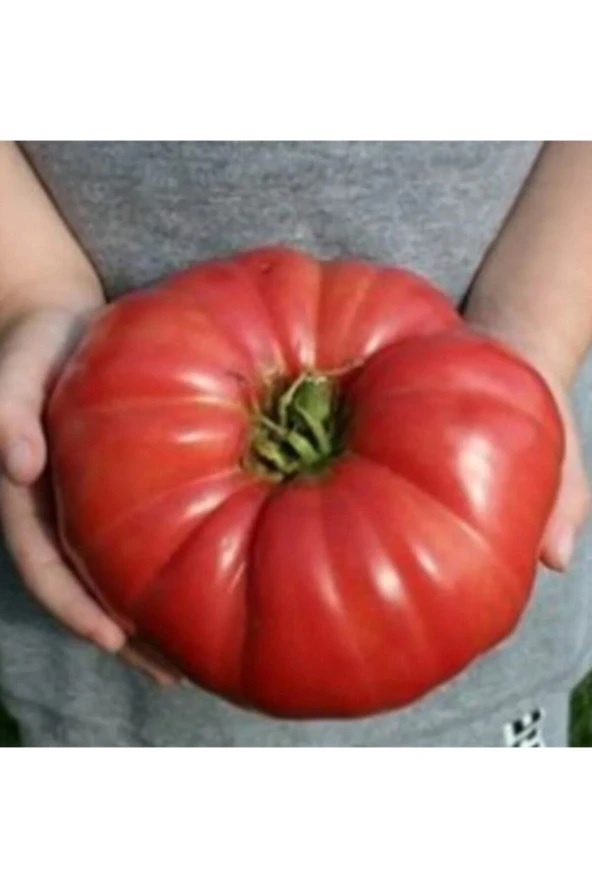 30 Adet Tohum Nadir Ithal Dev Hollanda Domates Tohum Hollanda Domates Saksı Toprak Hediyemiz ürün görseli 1