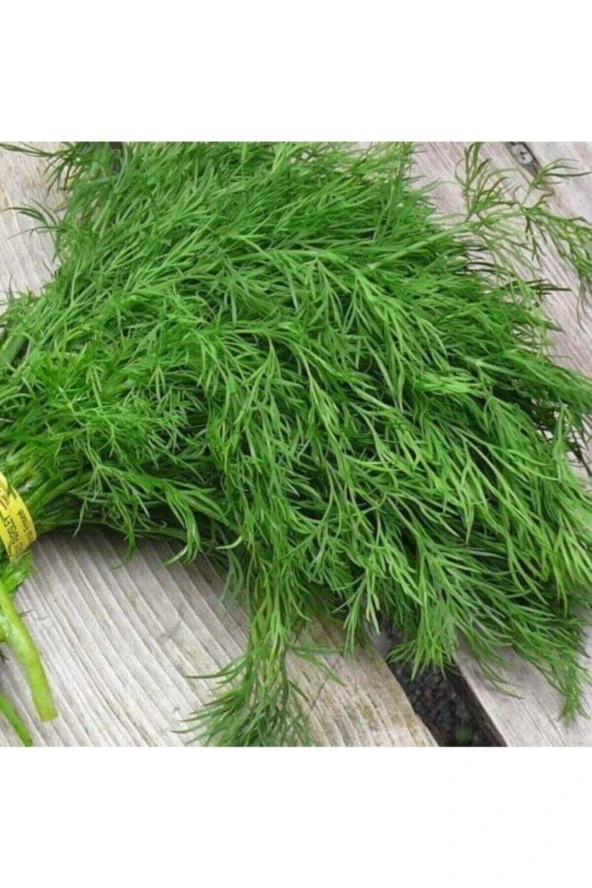 100 Adet Tohum Nadir Dereotu Tohumu Köy Dere Otu Tohumu Sürpriz Hediye Sebze Tohumludur ürün görseli 1