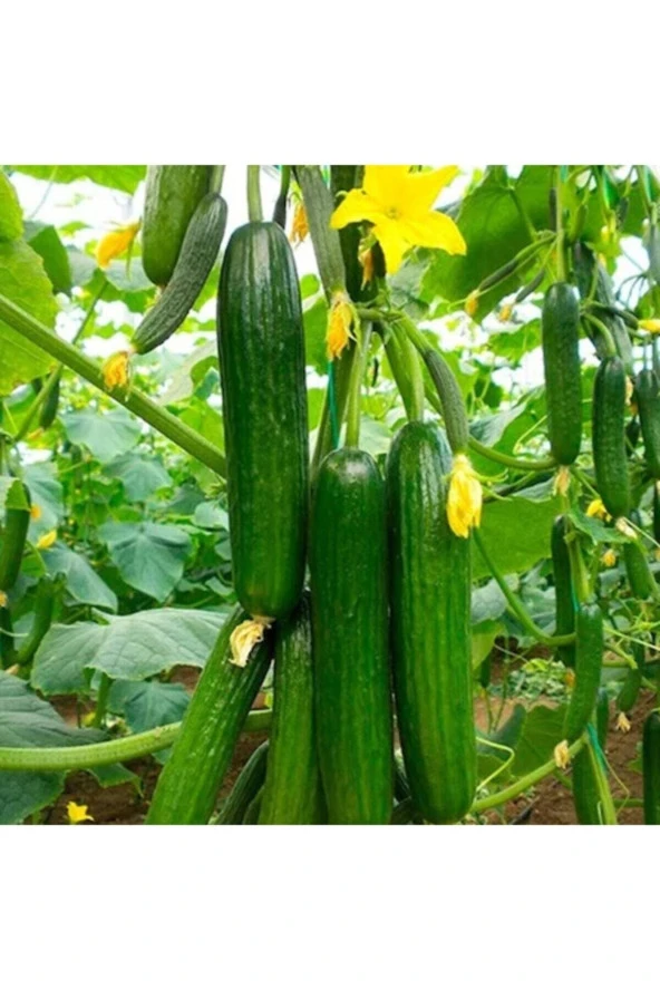 75 Adet Tohum Köy Salatalık Nadir Erkenci Bol Verim Sırık Salatalık Tohumu Sürpriz Hediye Tohum ürün görseli 1