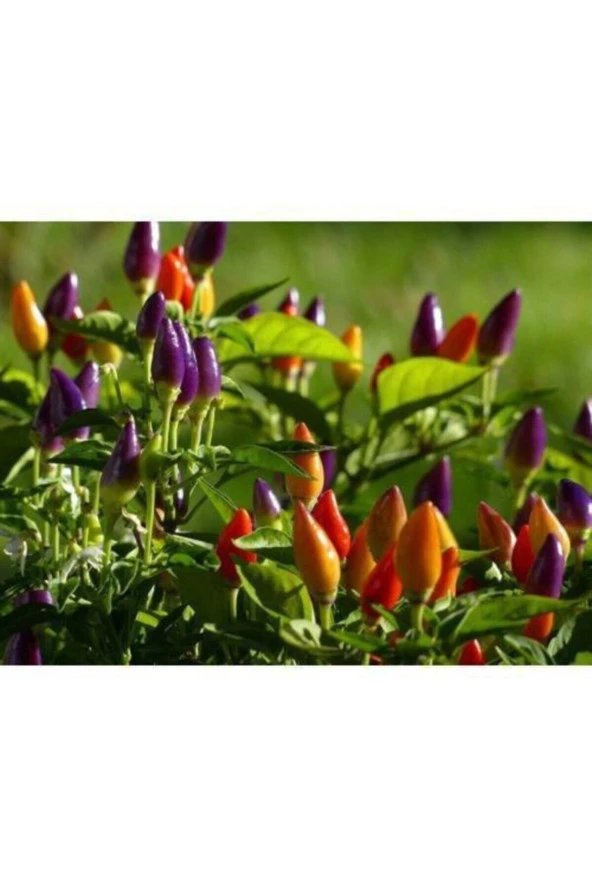 150 Adet Tohum Yediveren Acı Süs Biberi Tohumu Cin Biberi Tohumu Sürpriz Hediye Tohumludur ürün görseli 1