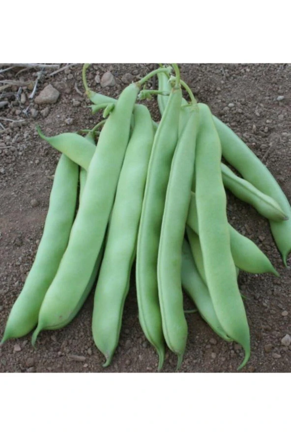 100 Adet Tohum Organik Yerli Köy Ayşe Kadın Kılçıksız Fasulye Sürpriz Hediye Tohumludur ürün görseli 1