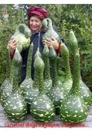 15 Adet Tohum Nadir Bulunan Kuğu Su Kabağı Tohumu Kuğu Kabak Tohumu Sürpriz Hediye Tohumludur ürün görseli 1