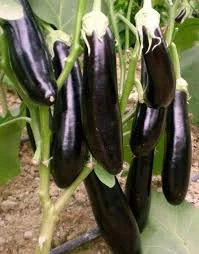 200 Adet Tohum Siyah Kemer Patlıcanı Tohum Patlıcan Tohum Sürpriz Hediye Sebze Tohum Uzun Patlıcan - Resim 3