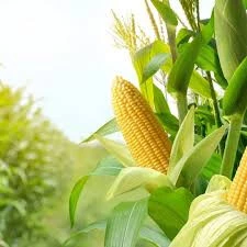 400 Adet Tohum Eko Paket Süt Mısır Süt Mısır Tohumu Darı Tohumu Mısır Tohumu Sürpriz Hediye Tohumlu