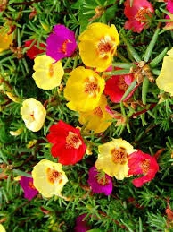 20 Adet Tohum Ipek Şellaki Çiçeği Tohumu Çiçek Tohumu Saksı Toprak Sürpriz Hediye Tohumludur