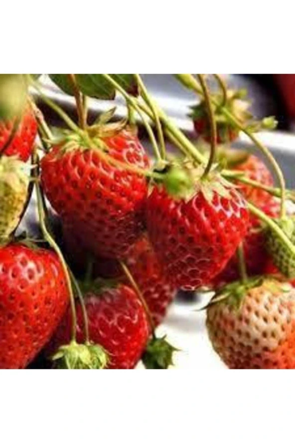 75 Adet Tohum Orijinal Organik Çilek Tohumu ürün görseli 1