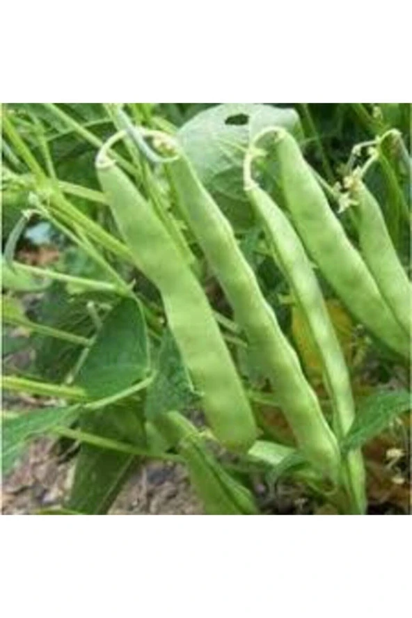 50 Adet Tohum Istanbul Boncuk Ayşe Kadın Kılçıksız Fasulye Tohum Sürpriz Hediye Tohum Sebze Tohumlu ürün görseli 1