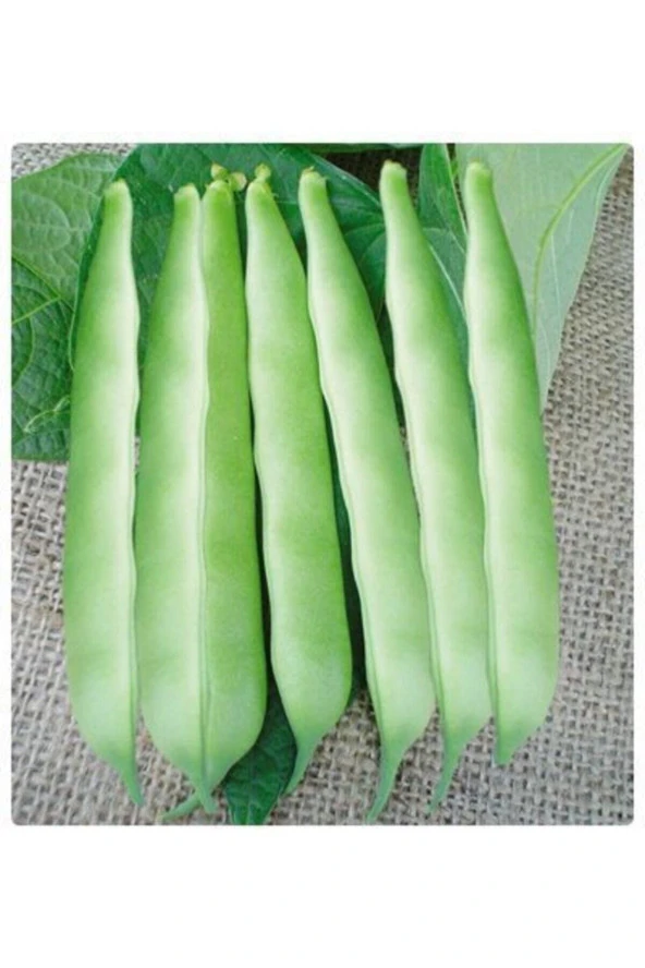 200 Adet Tohum Istanbul Boncuk Ayşe Kadın Kılçıksız Fasulye Tohum Sürpriz Hediye Tohum Sebze Tohumlu ürün görseli 1