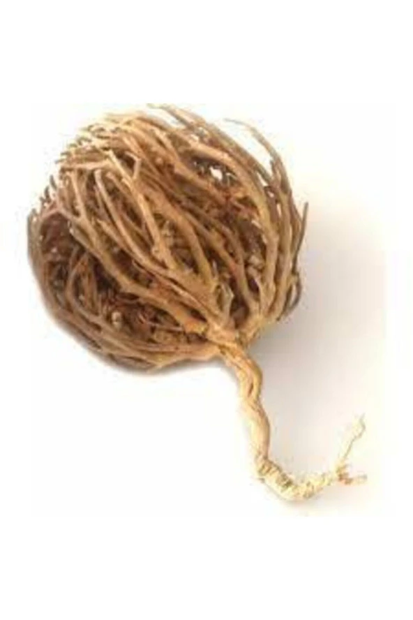 2 Adet Meryem Ana Eli Otu Fatma Ana Eli Otu Hamile Kalmaya Yardımcı Çay Olarak Içilen Şifalı Bitkidi