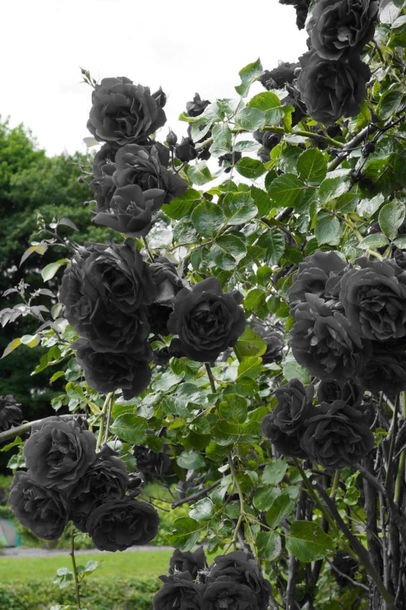 20 Adet Tohum Nadir Siyah Gül Tohumu Kara Gül Siyah Bahçe Gülü Hediye Tohumlu ürün görseli 1