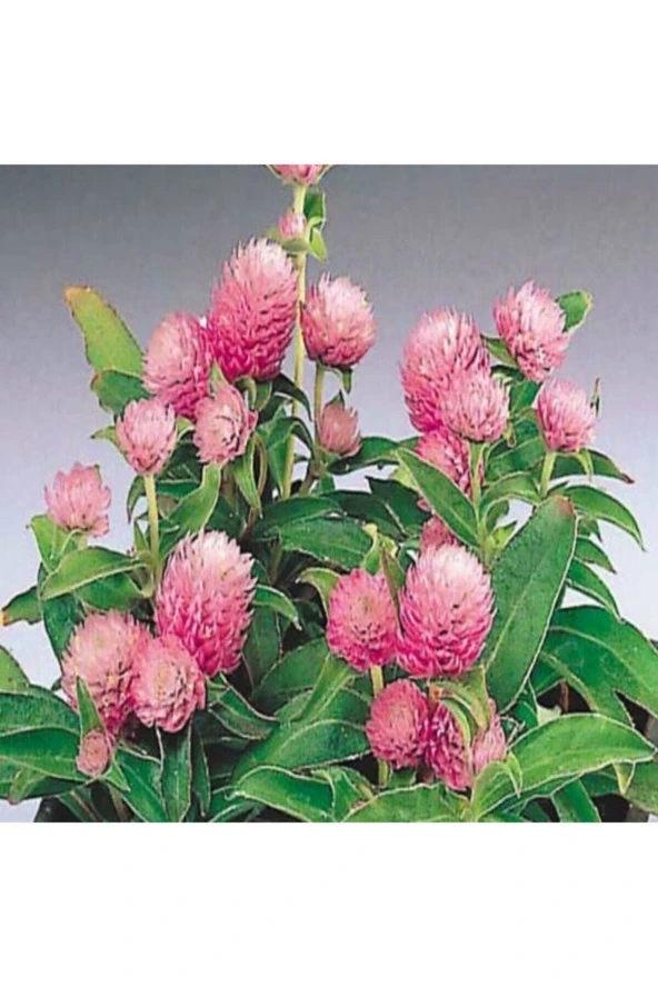 50 Adet Tohum Nadir Bulunan Mor Medine Çiçeği Tohumu Medine Çiçek Tohumu Saksı Toprak Hediye ürün görseli 1