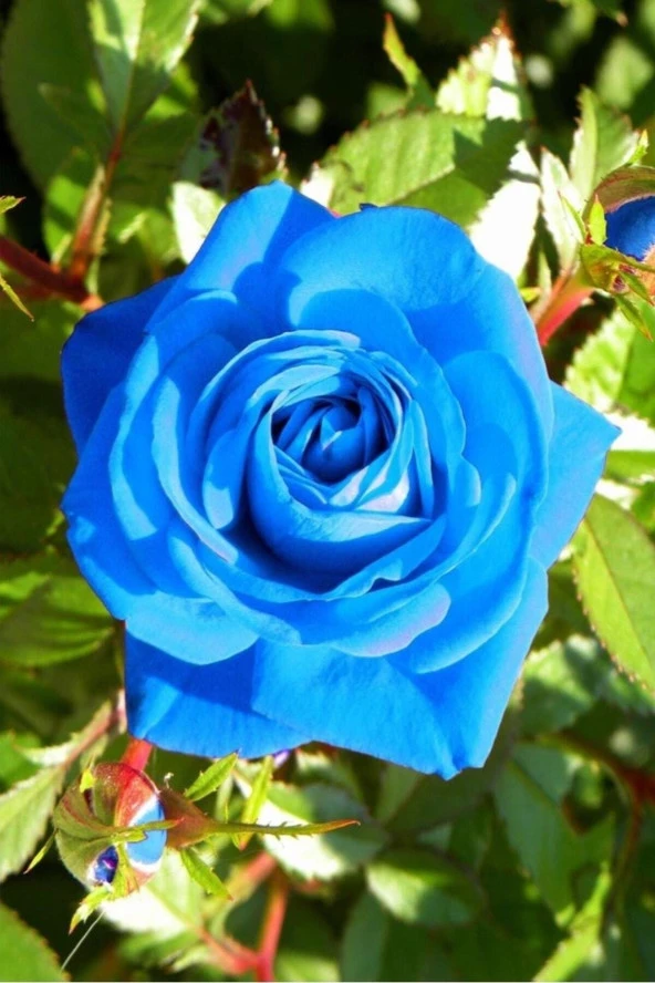 20 Adet Tohum Nadir Bulunan Mavi Gül Tohumu Mavi Bahçe Gülü Sürpriz Hediye Tohumlu ürün görseli 1