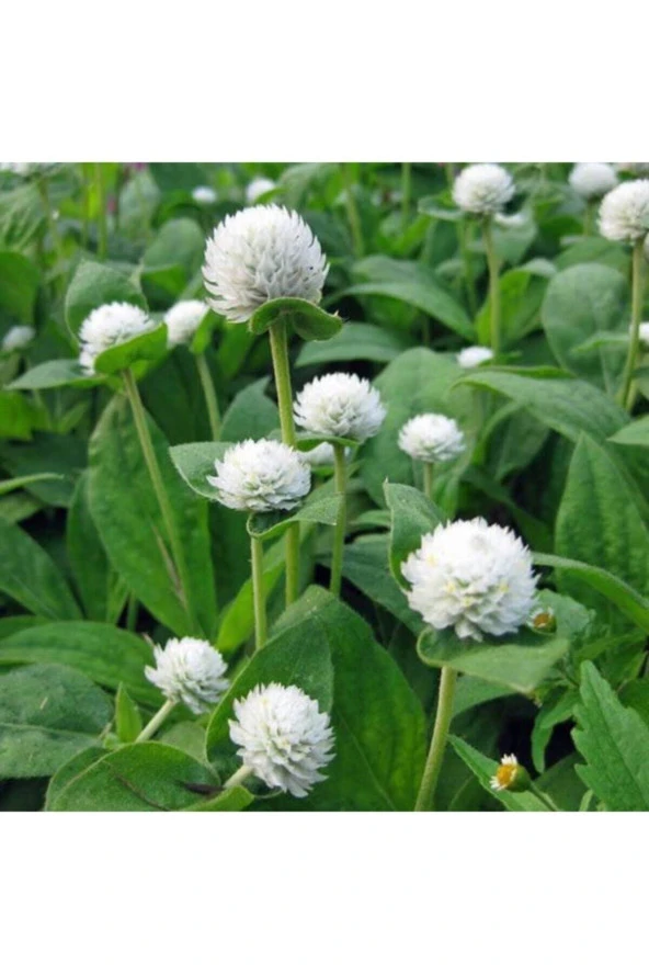 50 Adet Tohum Nadir Bulunan Beyaz Medine Çiçeği Tohumu Medine Çiçek Tohumu Saksı Toprak ürün görseli 1