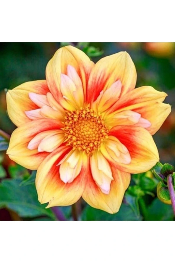 50 Adet Nadir Sarı Laden Çiçeği Tohumu Laden Çiçek Tohumu Hediye Tohumludur ürün görseli 1