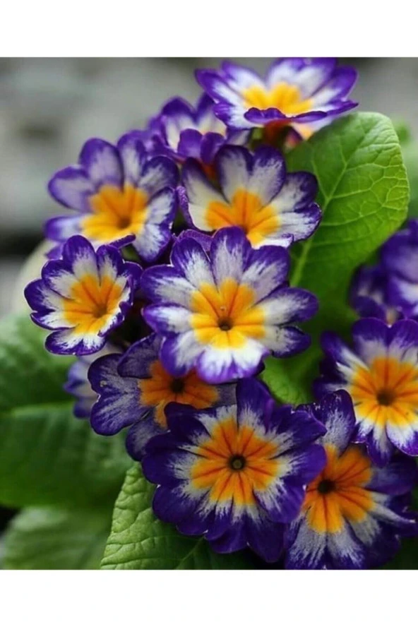 30 Adet Tohum Nadir Bulunan Çuha Çiçeği Tohumu Çüha Çiçek Tohumu Hediye Tohumlu ürün görseli 1