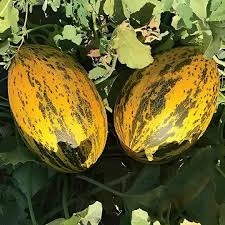 100 Adet Tohum Manisa Kırkağaç Kavunu Tohumu Bal Kavun Uzun Ömürlü Kavun Sürpriz Hediye Tohumludur - Resim 2