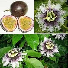 10 Adet Tohum Ithal Passiflora Meyvesi Tohumu Çarkı Felek Saat Çiçeği Tohumu Süpriz Hediye Tohumludu