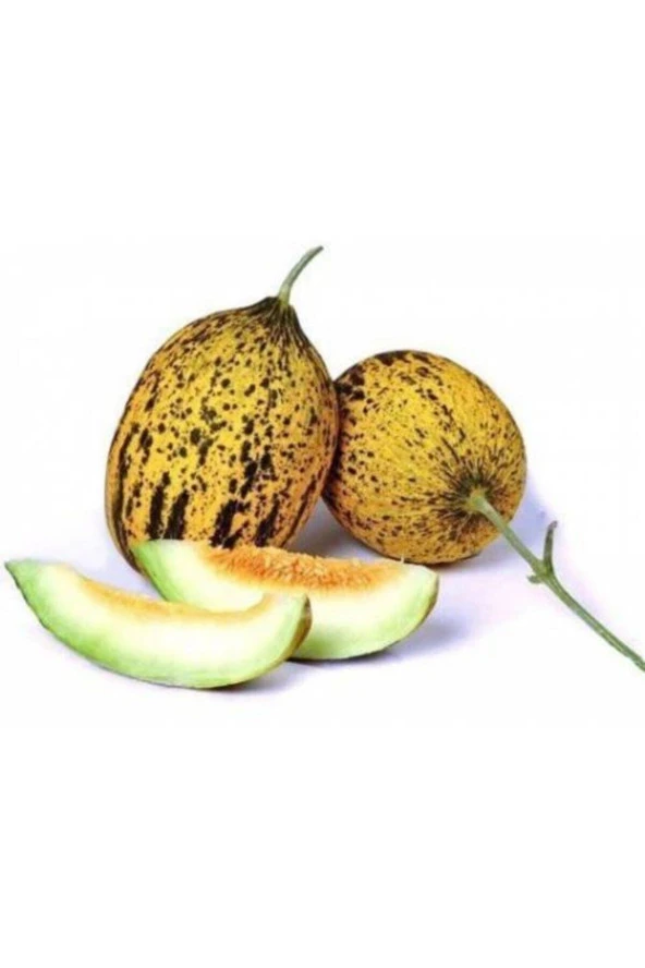 15 Adet Tohum Kırkağaç Ince Kabuk Altınbaş Kavun Tohumu Sürpriz Hediye Tohum ürün görseli 1