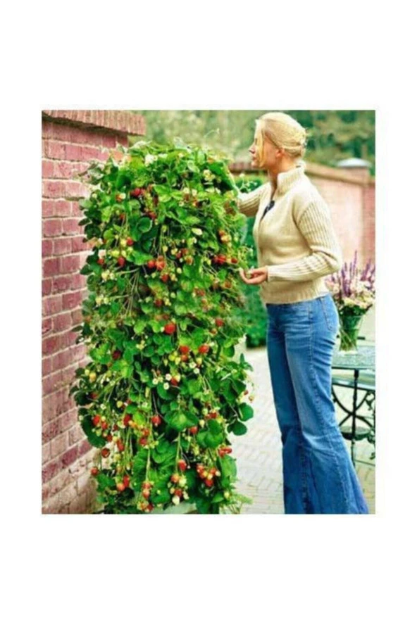 10 Adet Tohum Ithal Nadir Alman Çileği Sırık Çilek Ağacı Tohumu Hediye Tohumludur ürün görseli 1