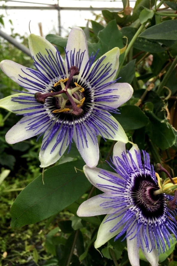 20 Adet Çarkıfelek Çiçeği Tohumu Passiflora Çiçeği Tohumu Çiçek Tohumu Saksı Toprak Sürpriz Heidyel