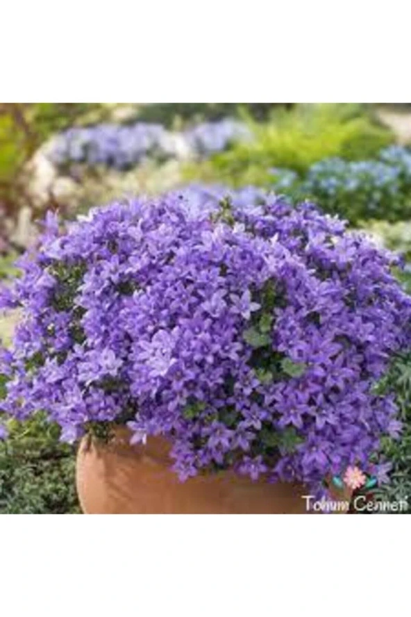 50 Adet Tohum Nadir Bulunan Nobelya Maviş Çiçeği Tohumu Nabelya Maviş Tohumu Sürpriz Hediye Tohumlu ürün görseli 1