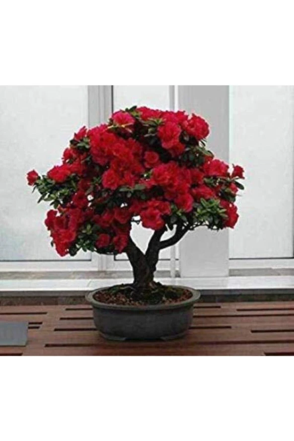 10 Adet Tohum Bodur Bonsai Kırmızı Gül Ağacı Bonzai Tohumu Saksı Toprak Hediyemizdir