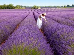 80 Adet Tohum Lavanta Çiçeği Tohum Mor Kokulu Ingiliz Lavantası Hediye Tohula Gönderilir