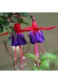 100 Adet Tohum Nadir Kırmızı Küpeli Çiçeği Tohumu Yer Küpeli Çiçek Sürpriz Hediyelidir