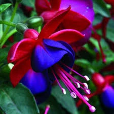 100 Adet Tohum Nadir Kırmızı Küpeli Çiçeği Tohumu Yer Küpeli Çiçek Sürpriz Hediyelidir - 2