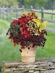 100 Adet Tohum Nadir Yaprağı Güzel Çiçeği Tohumu Güzel Yapraklı Çiçek Tohumu Saksı Toprak Hediyeli