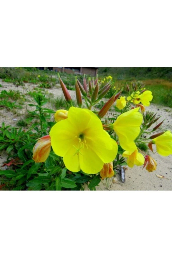 50 Adet Tohum Nadir Ezan Çiçeği Tohumu Ezan Çiçek Tohumu Saksı Toprak Hediyemizdir ürün görseli 1