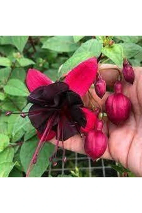 100 Adet Tohum Nadir Siyah Küpeli Çiçeği Tohumu Siyah Küpeli Çiçeği Tohumu Sürpriz Hediye Tohumludur ürün görseli 1