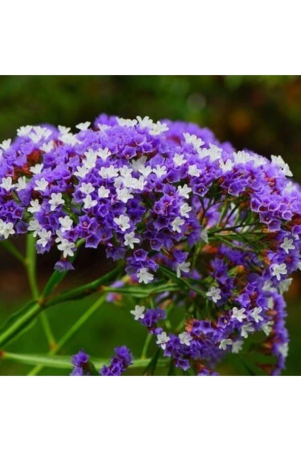 50 Adet Tohum Nadir Bulunan Deniz Lavantası Çiçeği Tohumu Lavanta Çiçeği Tohumu Sürpriz Hediye Tohum ürün görseli 1